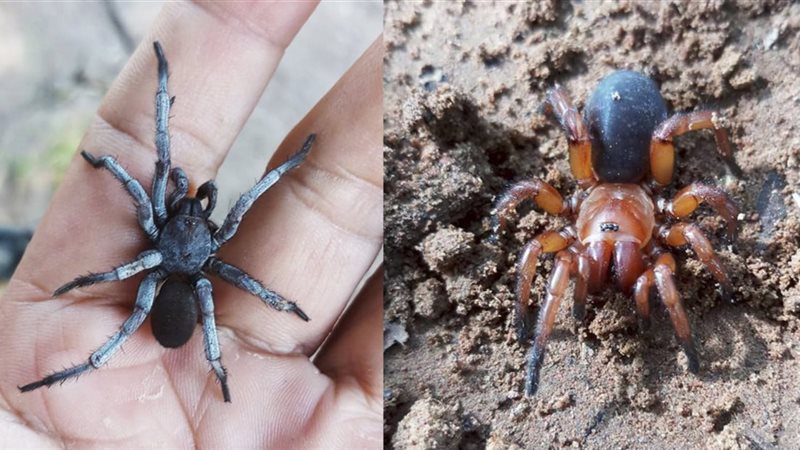 علماء تايلانديون يرصدون أول حالة “تعدد جنسي ثنائي” في عناكب&nbsp;الحفر