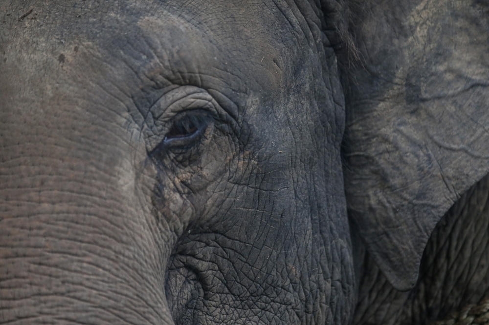 فيل غاضب يهاجم عمالاً في غابة ماليزية ويقتل مشرفاً&nbsp;متمرّساً